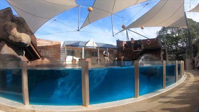 Taronga Zoo Seal Show in Sydney, Australia! смотреть онлайн
