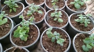 Вегетативная бакопа - выращивание,  уход,  обзор сортов.