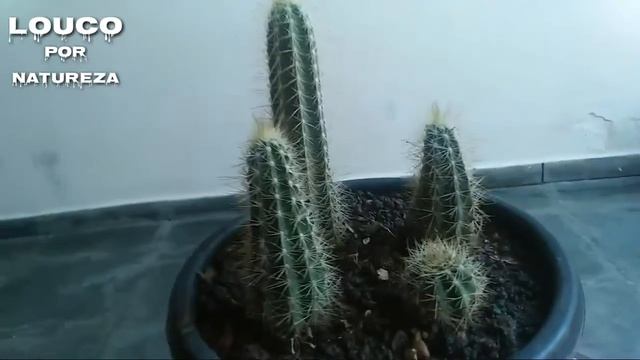 XIQUE-XIQUE " Pilosocereus polygonus" смотреть онлайн