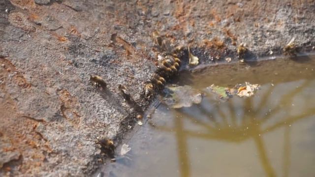 Пчелы пьют и носят воду в улей смотреть онлайн