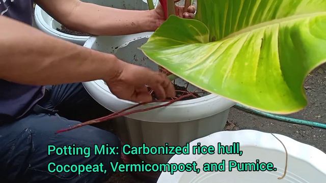 Philodendron Tri-Color/Prince of Orange | Propagtation. смотреть онлайн