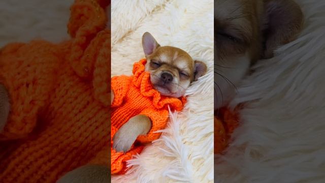 Девочка солнышко 😁предлагается для брони, есть доставка #продажачихуахуа +79788357867 ватсап смотреть онлайн