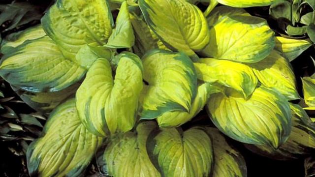 Favorite hostas at Sugar Creek Gardens смотреть онлайн