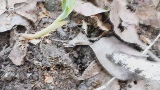 Крайне опасный сорняк! Не упустите важное время! ПОВИЛИКА! Как с ней бороться! смотреть онлайн