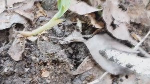 Крайне опасный сорняк! Не упустите важное время! ПОВИЛИКА! Как с ней бороться!