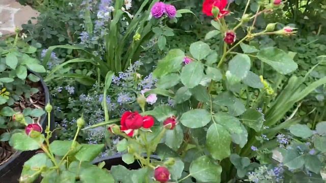 Небольшой обзор Сада с Розами!?Утренняя прогулка. Розы в саду? смотреть онлайн