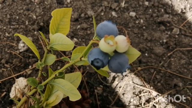 Огородные дела. смотреть онлайн