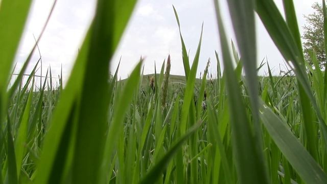 "Армавирская саванна". Живописные окрестности Армавира. Часть - 4. смотреть онлайн