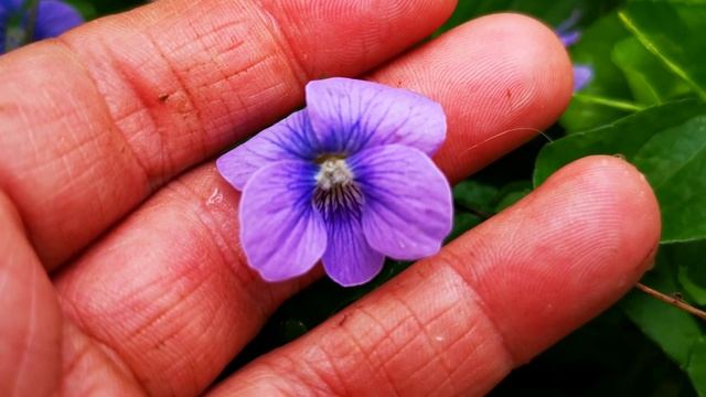 Viola Odorata? смотреть онлайн