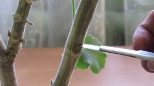 ПРОБУЖДАЕМ СПЯЩУЮ ПОЧКУ на пеларгонии/герани И ДЕЛАЕМ ВЕТКУ , где нам нужно.