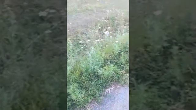 Эфир Танхо Барои Занхо смотреть онлайн