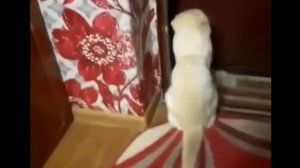 Открой дверь. Кот просит открыть дверь!