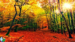 Нежная музыка Пан-флейты успокаивает нервную систему и радует душу