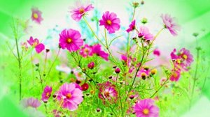 Футаж. Летний пейзаж 4