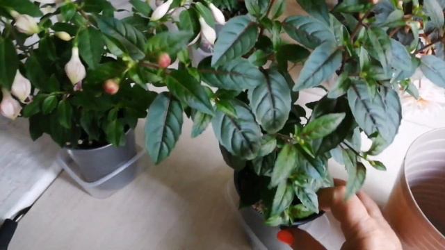 Мои новиночки. 31.05.23г смотреть онлайн
