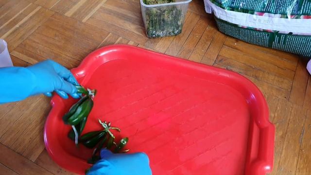 первый опыт посадки орхидеи из фласки. #орхидея #фласка #фласки #орхидеи #орхидеяфласка смотреть онлайн