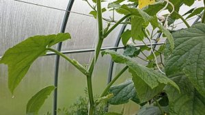 Почему не растут огурцы