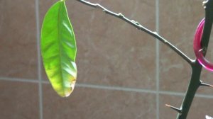 Цитрусовые на подоконнике.Янтарная кислота.