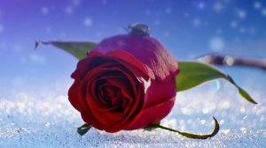 Футаж. Цветы на снегу 11  Footage. Flowers in the snow 11