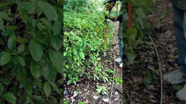 The Best Hedge Trimmers for Perfectly Trimmed Hedges смотреть онлайн
