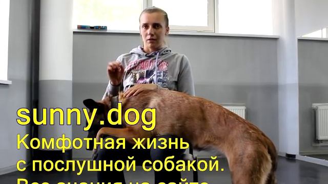 На вашу собаку нападают? защита от дворняг и других собак - Шокер законно смотреть онлайн
