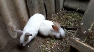 ?В какое время года лучше случать крольчиху//Жизнь в деревне!!!