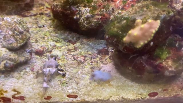 Мандаринка в аквариуме. смотреть онлайн