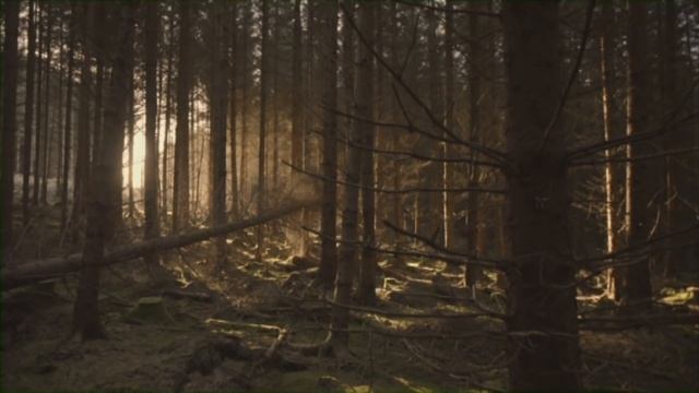 La Forêt des Damnés | Action, Horreur | Film complet en français смотреть онлайн
