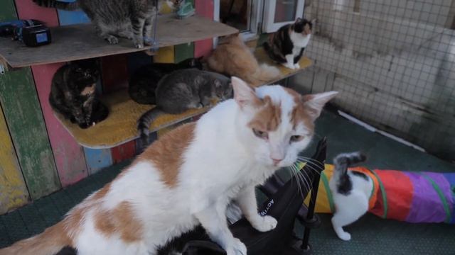 ЛЕЧЕНИЕ ФИП у кошек. Как лечить инфекционно-вирусный перитонит (коронавирус) у кошек?