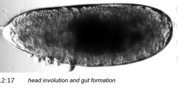 Drosophila melanogaster, slow version of embryonic developmental stages смотреть онлайн