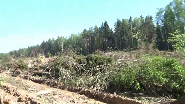 Заболачивание Ульяновский лесопарк 2021 смотреть онлайн