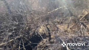 Охота в камышах на лису с гончими