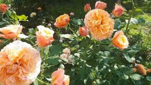 РОЗА LA VILLA COTTA???(Ла Вилла Котта) ШЕДЕВР ИЗ ПИТОМНИКА СЕРГЕЯ ОВЧАРОВА ???...