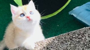 ???КАК ВОСПИТАТЬ КОТЕНКА??ЗОЛОТАЯ ШИНШИЛЛА?