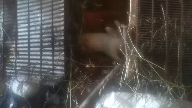 злой кролик 🐰 смотреть онлайн
