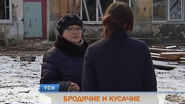 Стаи бродячих собак терроризируют жителей Перми смотреть онлайн