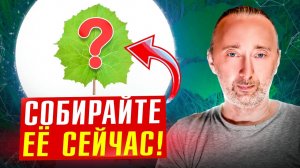 ОНА лечит бронхи, лёгкие, горло, кашель, мочевой пузырь/ РЕЦЕПТЫ