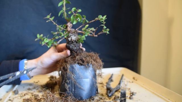 Trasplante de Myrtus Communis 2016 смотреть онлайн