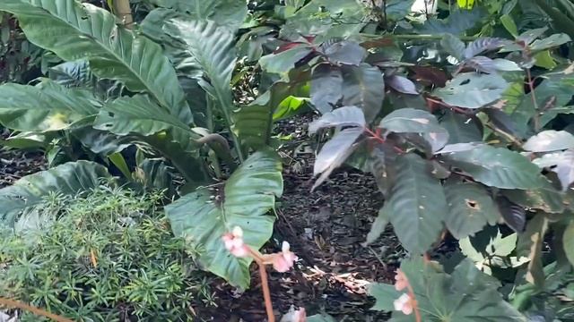 Rare Aroid House Anthurium Philodendron Begonia Alocasia Fairchild Gardens Miami