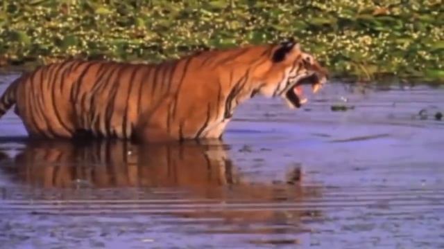 Python Too Aggressive! Big Cat Don’t From Monster Snakes – Python vs Leopard, Lion, Tiger, Crocodil смотреть онлайн