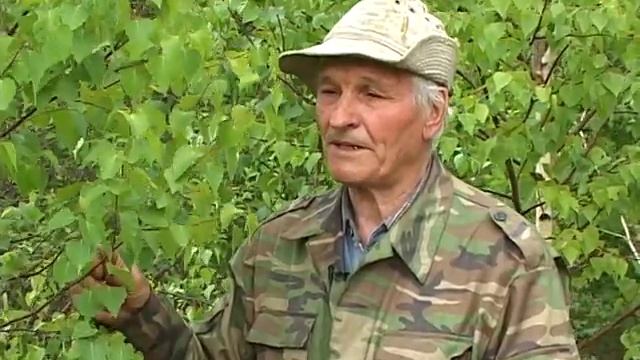 Береза пушистая (белая) смотреть онлайн
