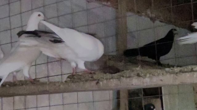 Бакинские белые и шейки голоногие широкохвостые.