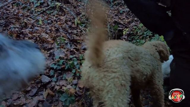 Eccellenza, cultura e natura. Intervista a Giuliano Martinelli - Giuliano Tartufi смотреть онлайн