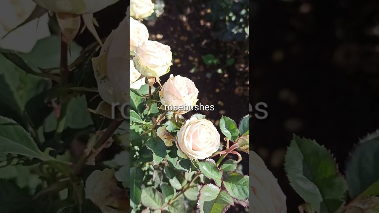 Галина спрей https://rose-bushes.ru/ смотреть онлайн