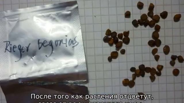 Как размножить бегонию в домашних условиях смотреть онлайн