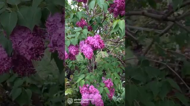 Сирень в саду. смотреть онлайн