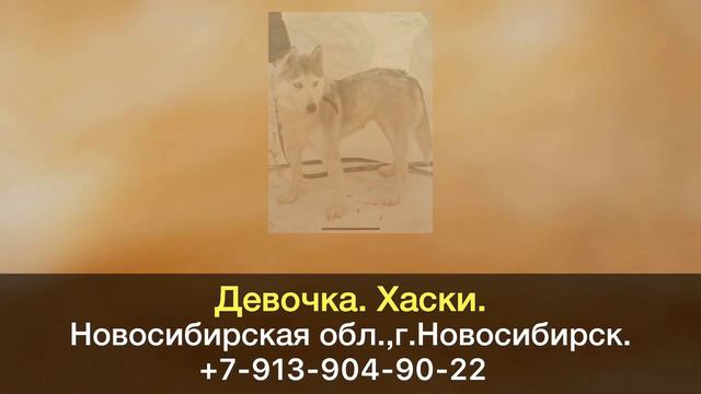 Пропала собака! Девочка. Хаски. Новосибирская обл., г.Новосибирск, Бугринская роща. смотреть онлайн