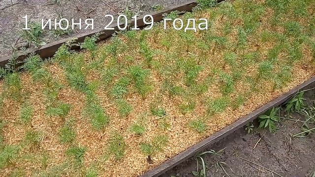 Какой урожай будет в 2020 году? Попробуем угадать? смотреть онлайн