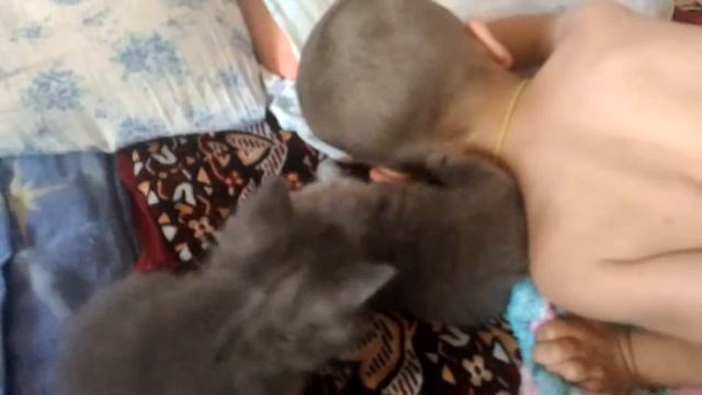 Ксюша с котятами обед мамы кошки кошка и котята