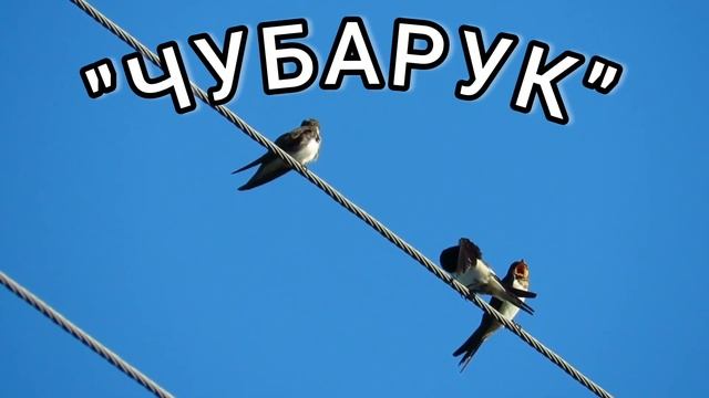 "ЧУБАРУК"-ЛЕЗГИНСКАЯ ПЕСНЯ. Лезги мани Чубарук#подпишись #лезгинка #дагестан #кусары #кавказ смотреть онлайн